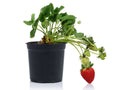 Strawberry Live Plant