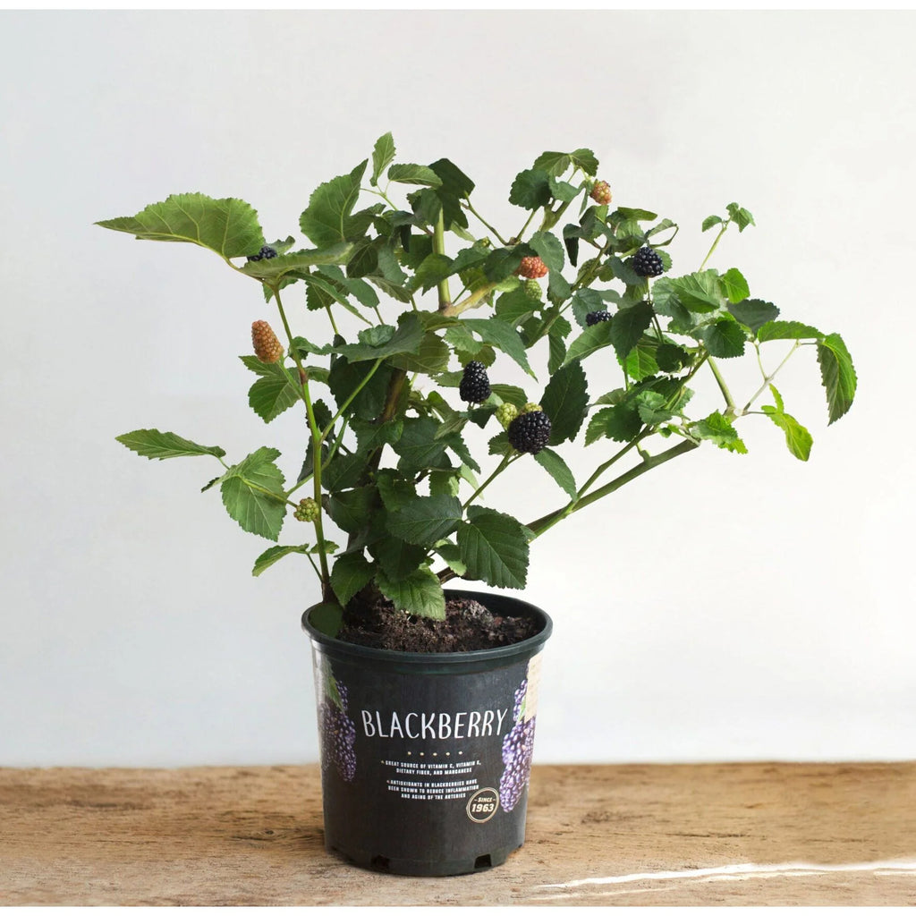 BlackBerry Live Plant