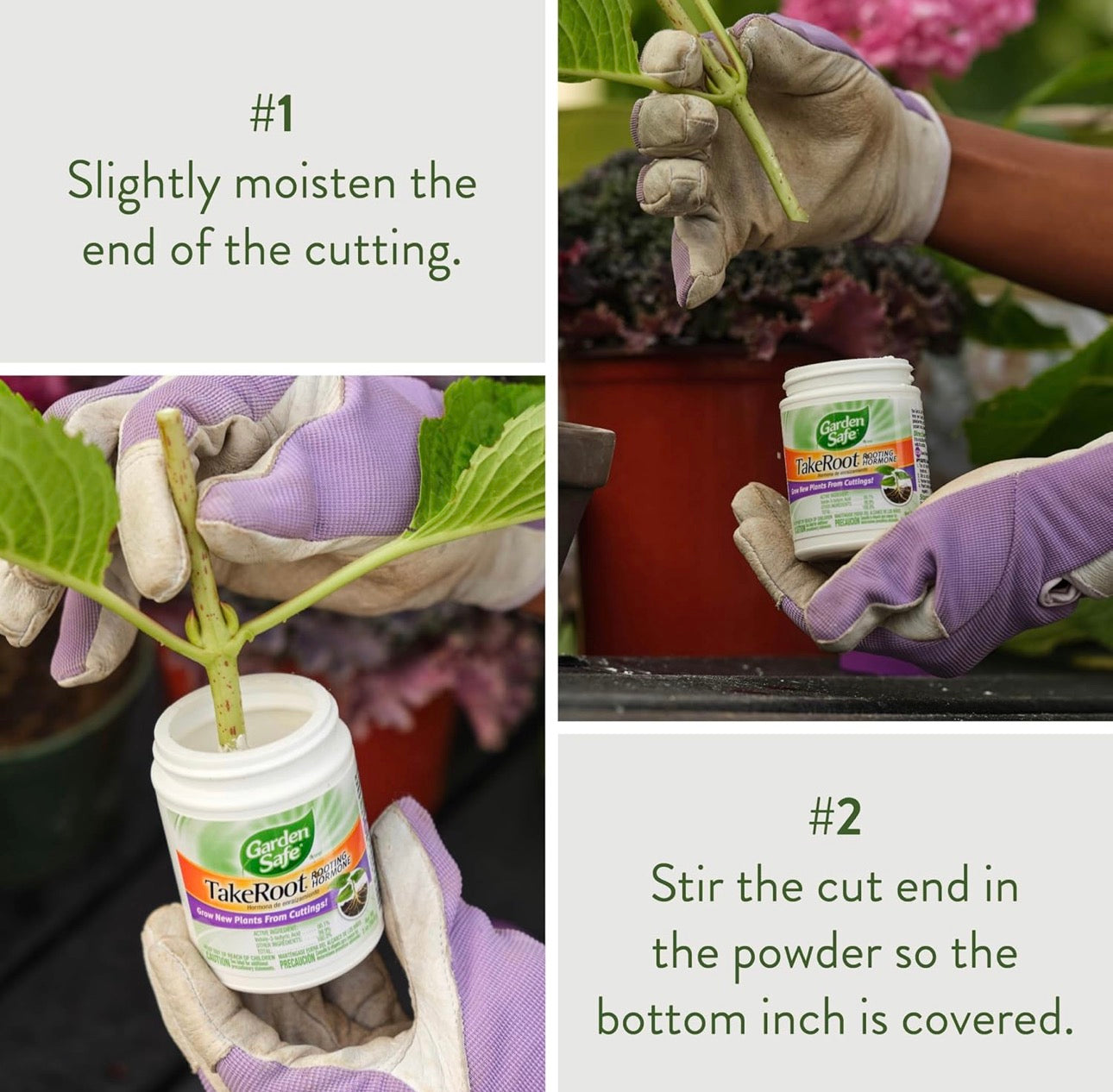 Rooting Powder