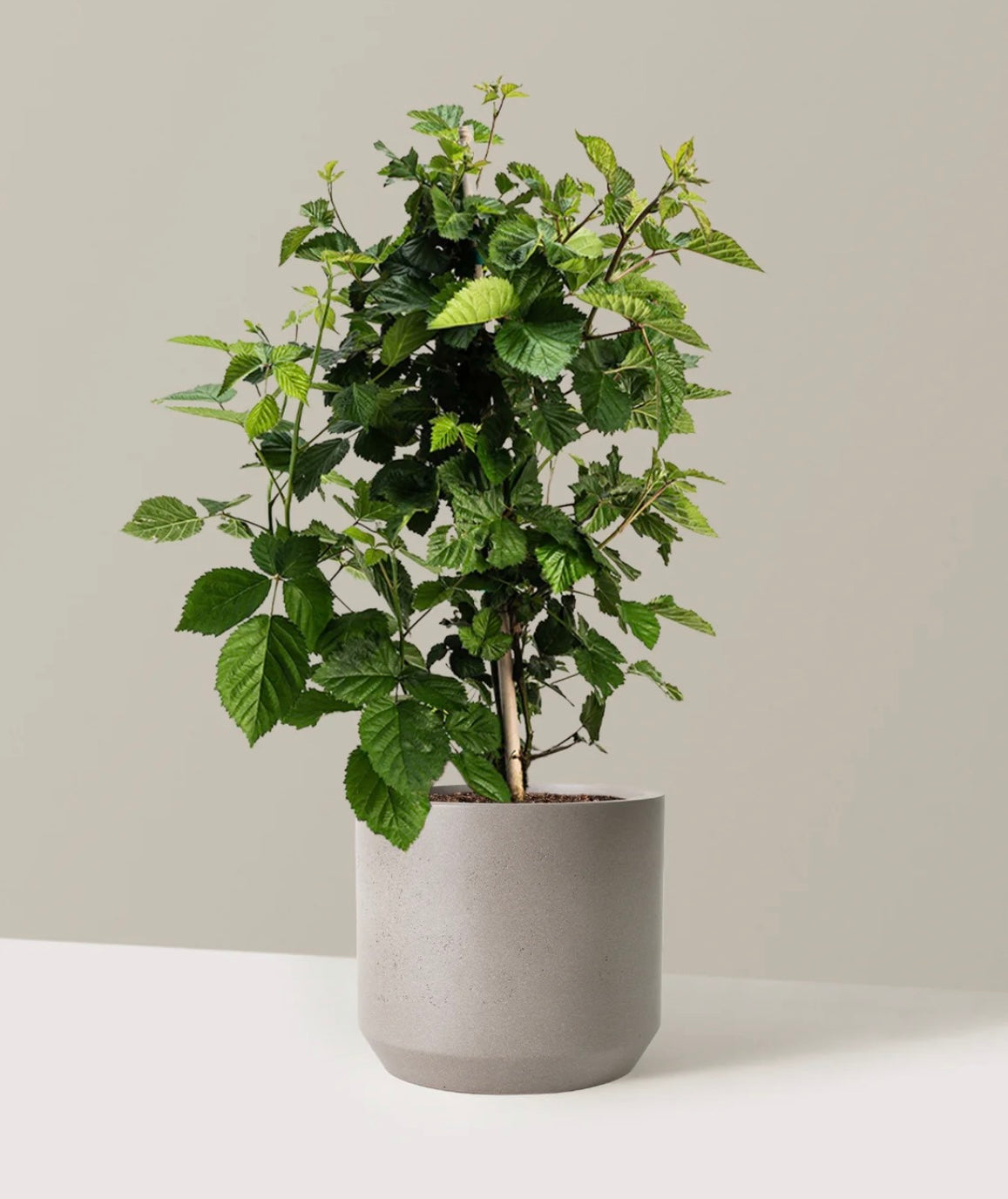 BlackBerry Live Plant