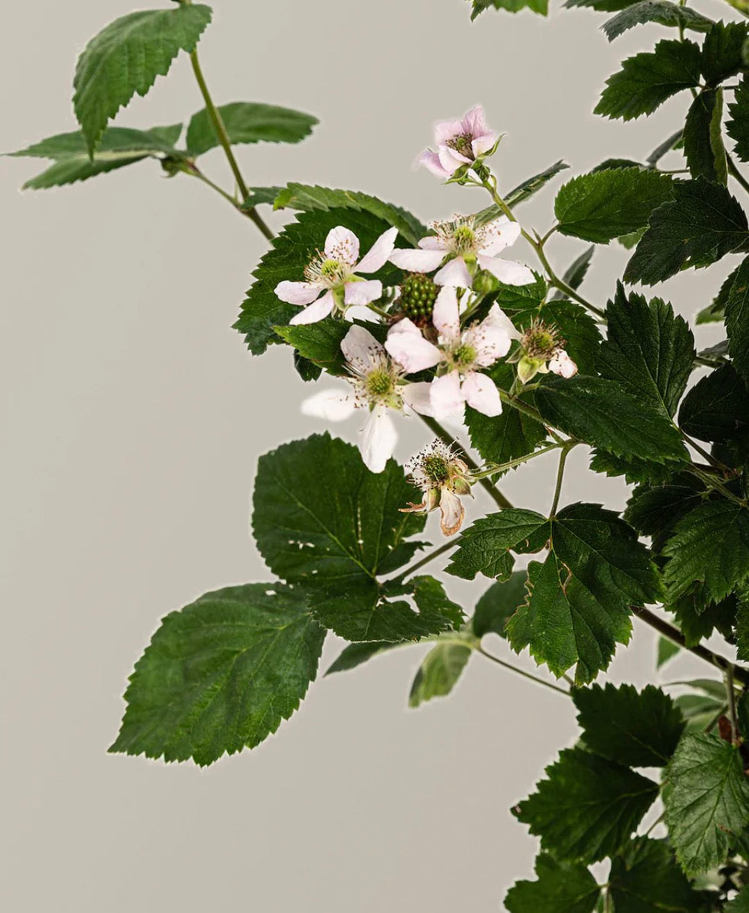 BlackBerry Live Plant