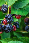 BlackBerry Live Plant