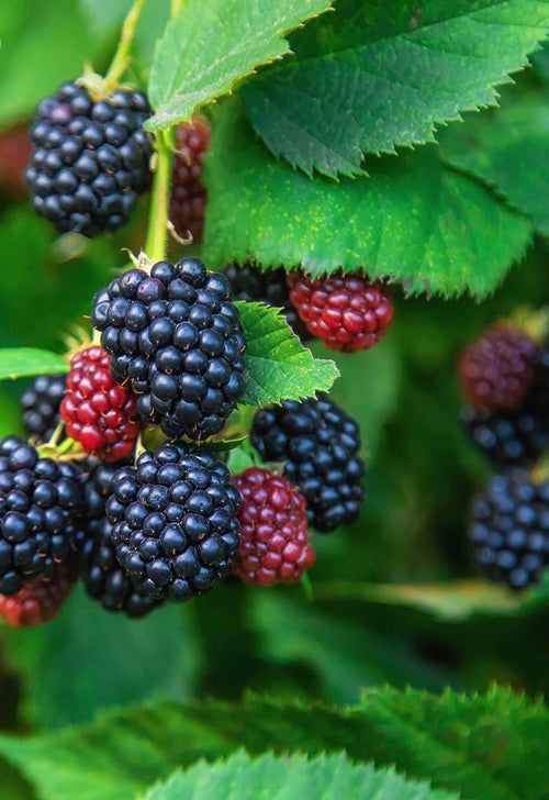 BlackBerry Live Plant