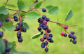 Saskatoon Service Berry