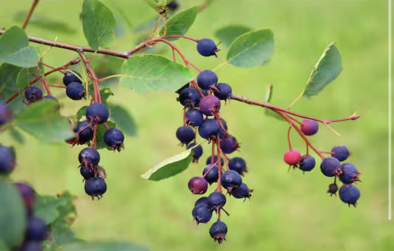 Saskatoon Service Berry