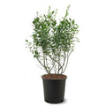Blueberry Live Plant