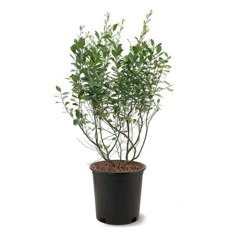 Blueberry Live Plant