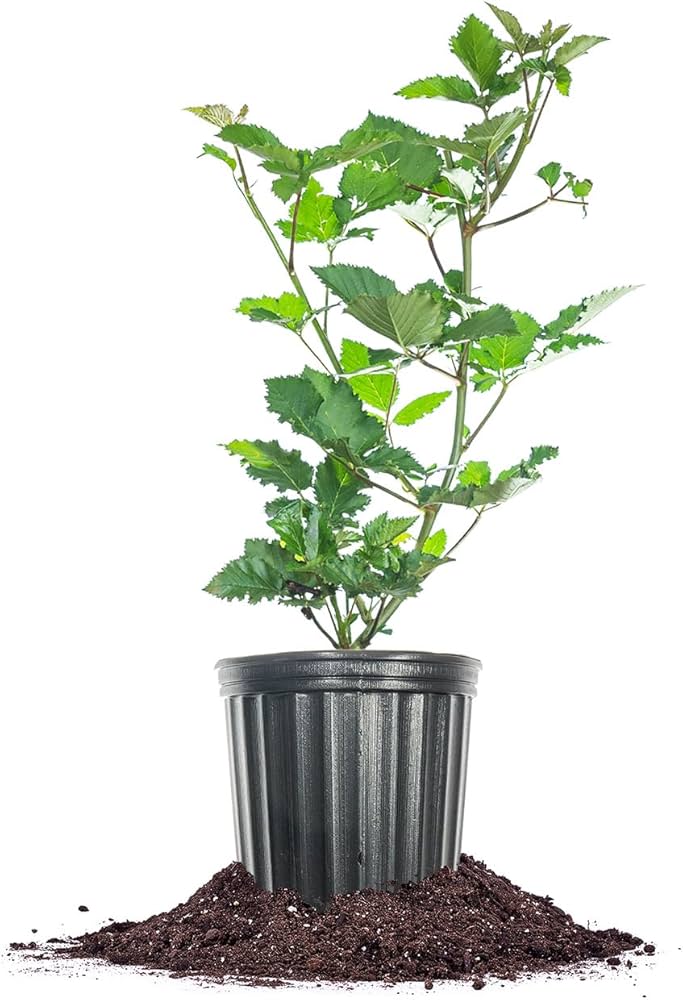 BlackBerry Live Plant