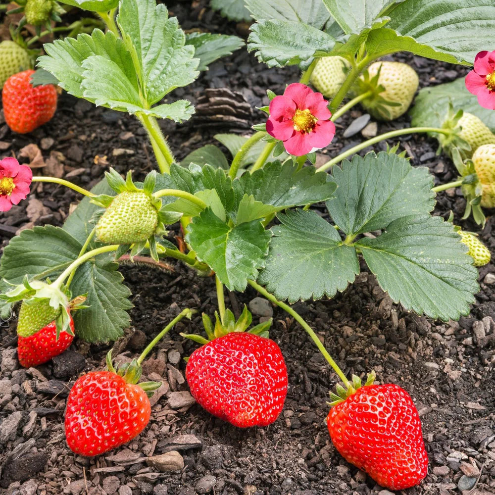 Strawberry Live Plant 🍓