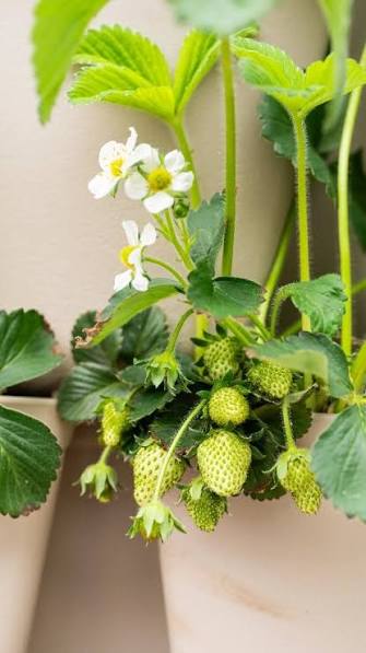 Strawberry Live Plant 🍓