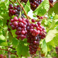 Seedless Grapes