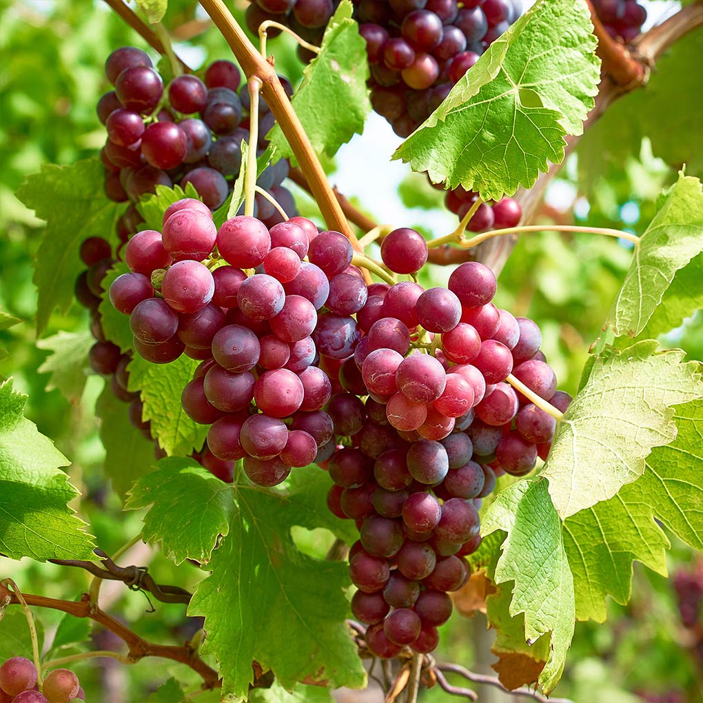 Seedless Grapes