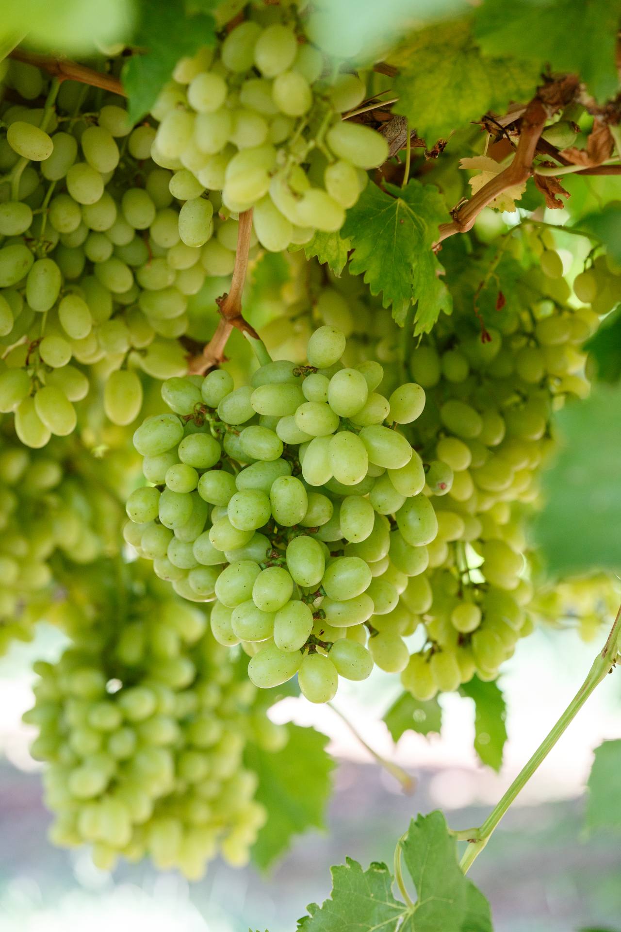 Seedless Grapes