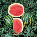 Crimson Watermelon Seeds