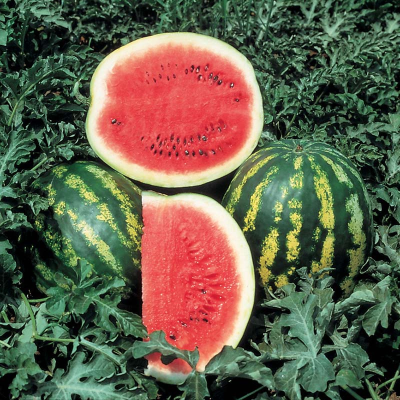 Crimson Watermelon Seeds